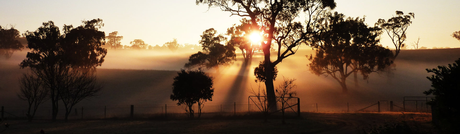 Early morning sun shines through the fog over Australian farmland.